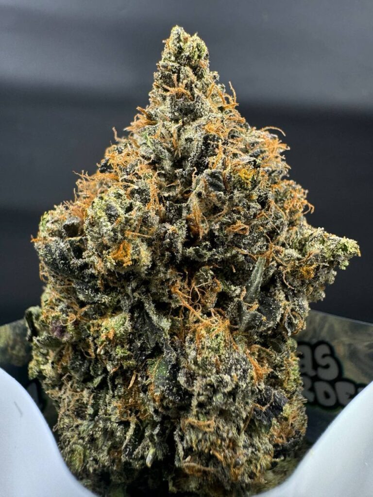Kandy KaneZ 🍬