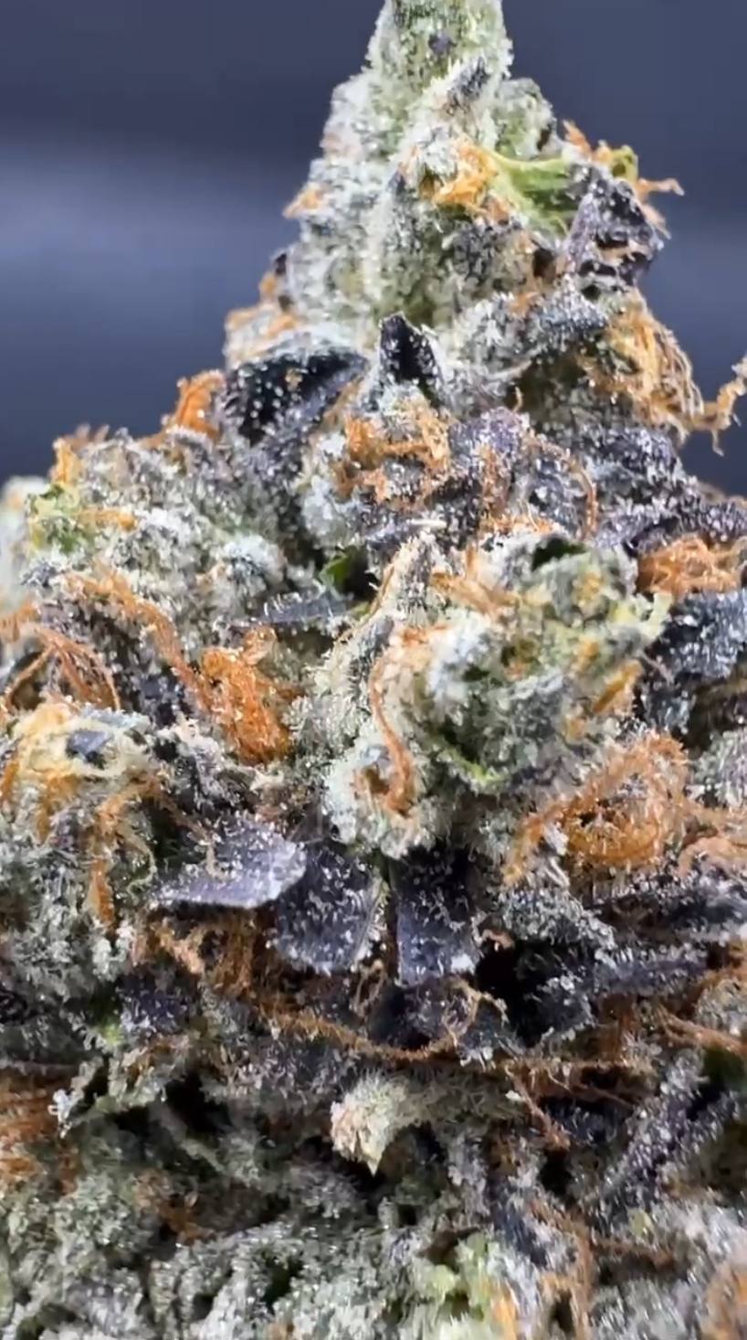 Blue GusherZ✨