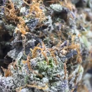 Alien MeltZ😈