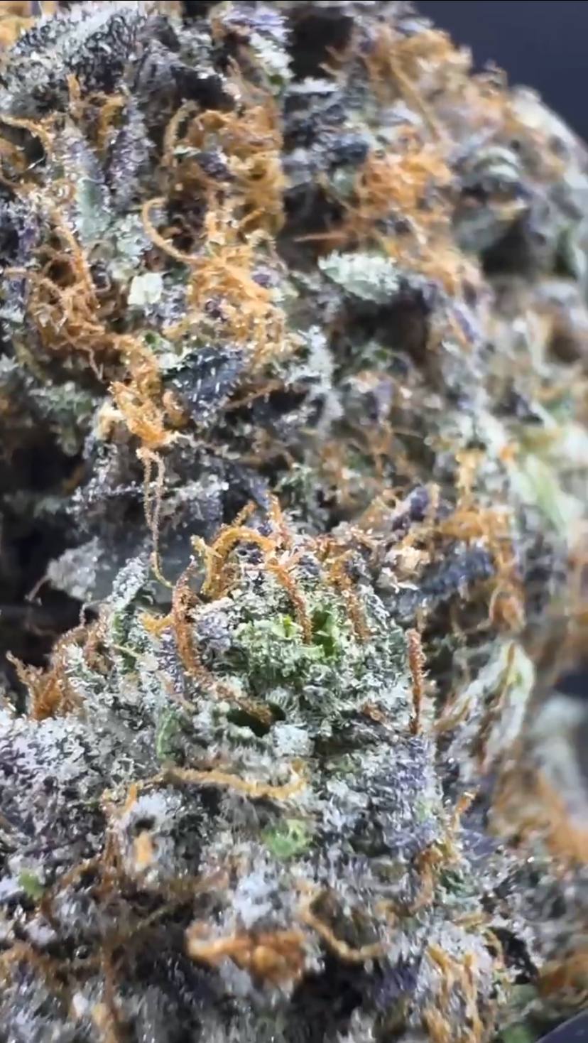 Alien MeltZ😈